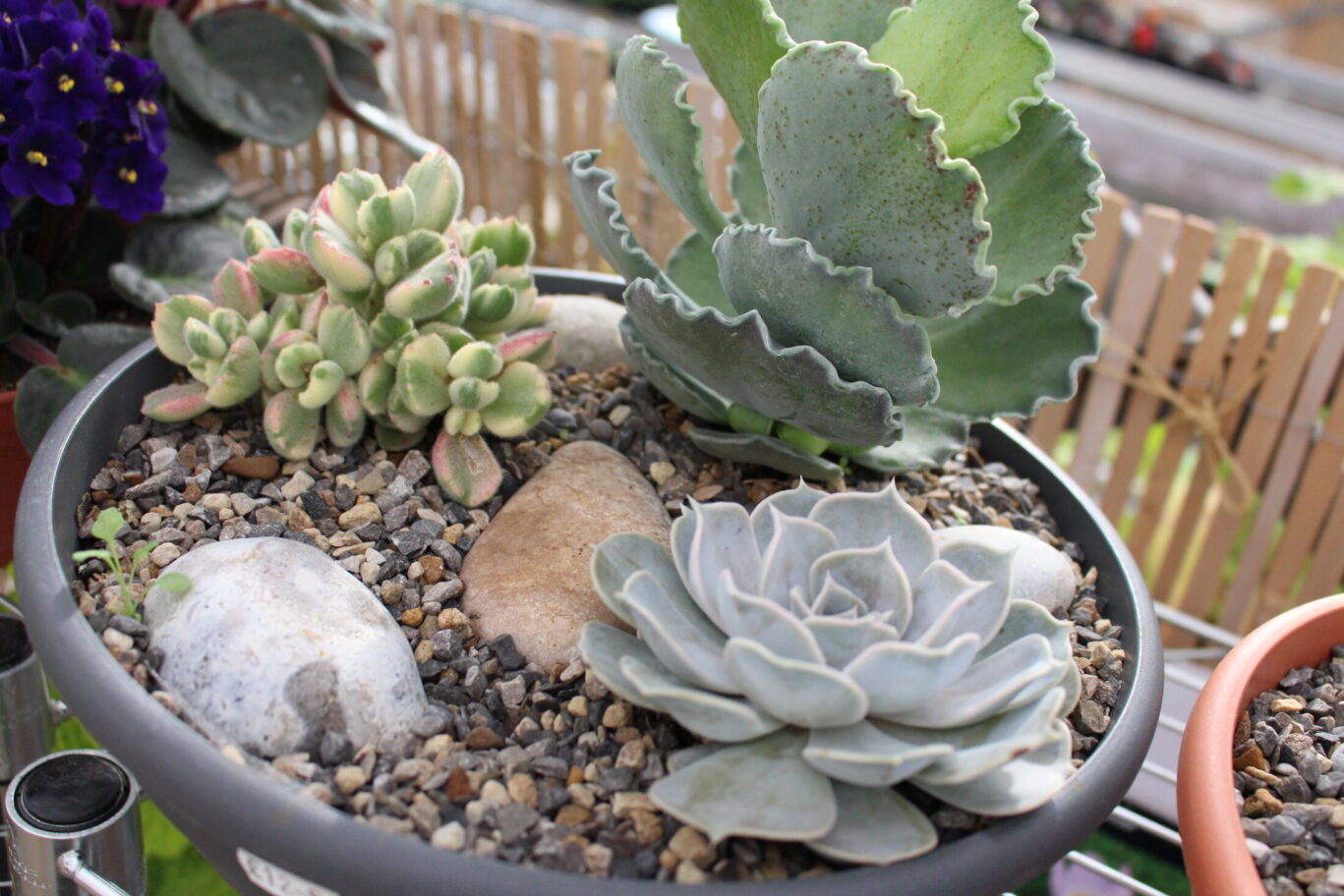succulents