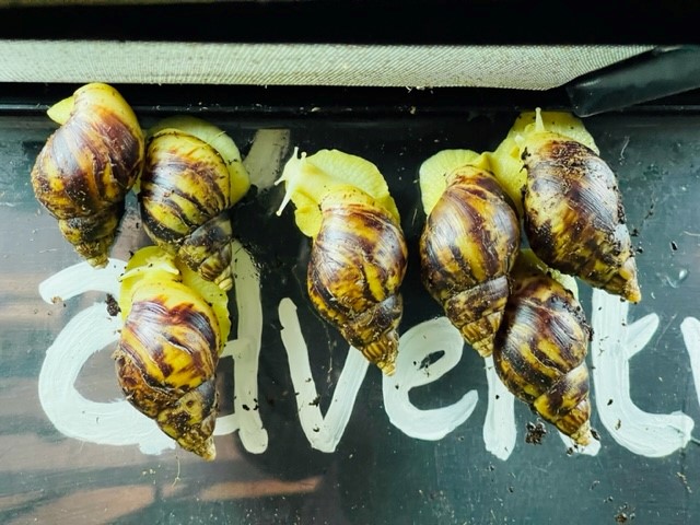 Snails